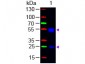 F(ab')2  Anti-Rat IgG (H&L)  (Fluorescein Conjugated) Pre-Adsorbed Secondary Antibody